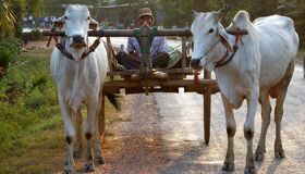 Cows Cart in Cambodia